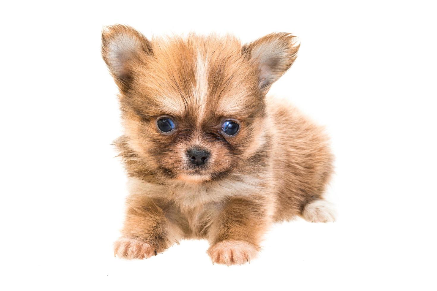 Chihuahua puppy on white photo