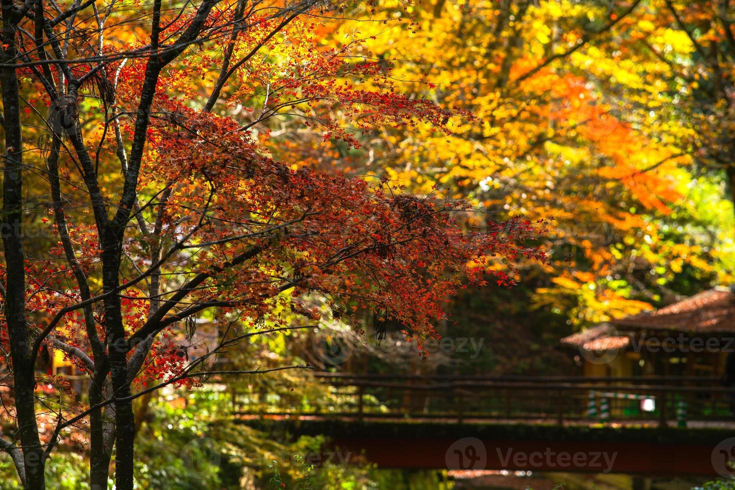 Picturesque scene of autumn in Japan photo