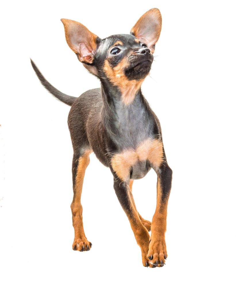 Toy terrier on white photo