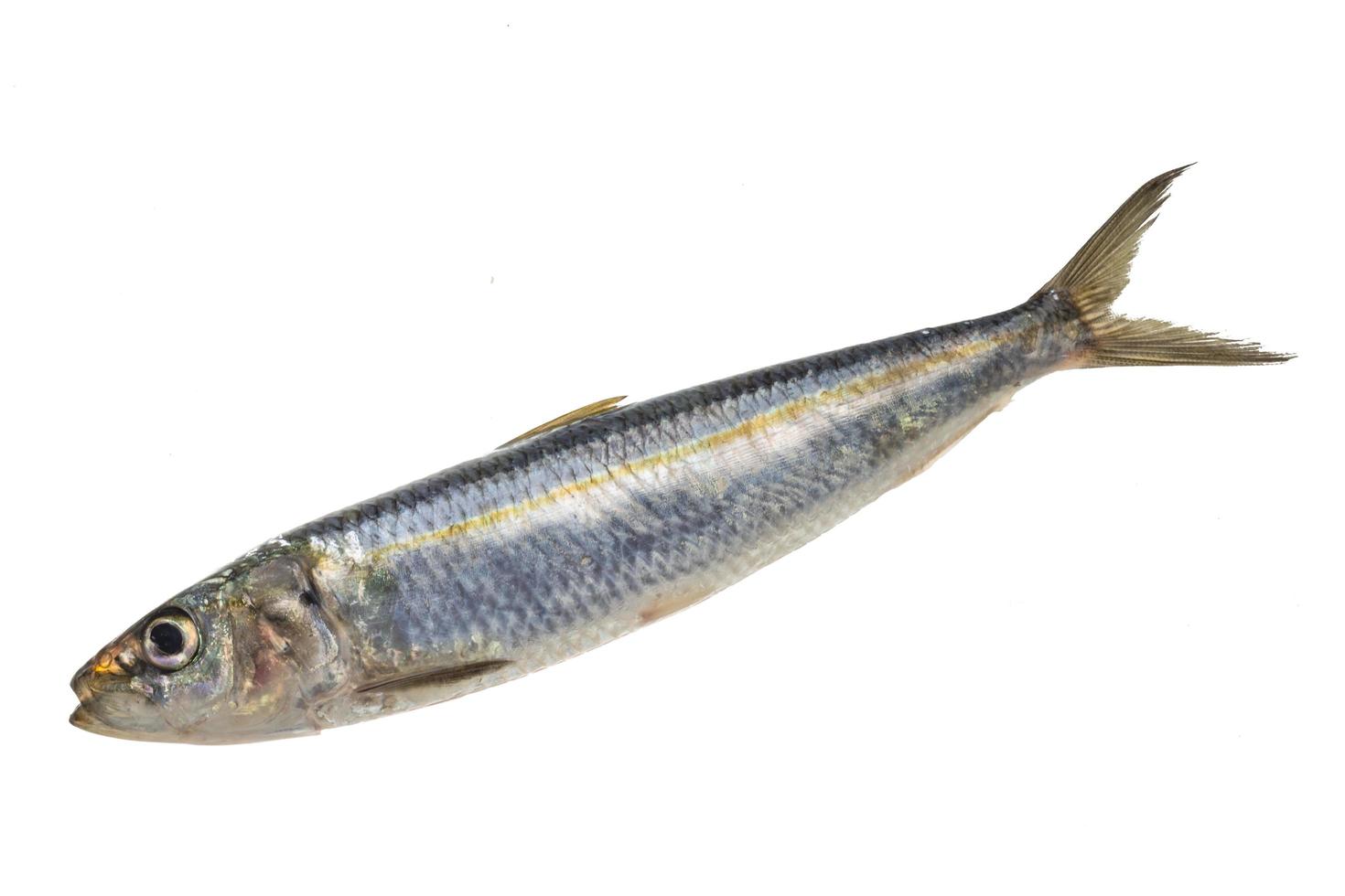 Fresh Herring on white photo