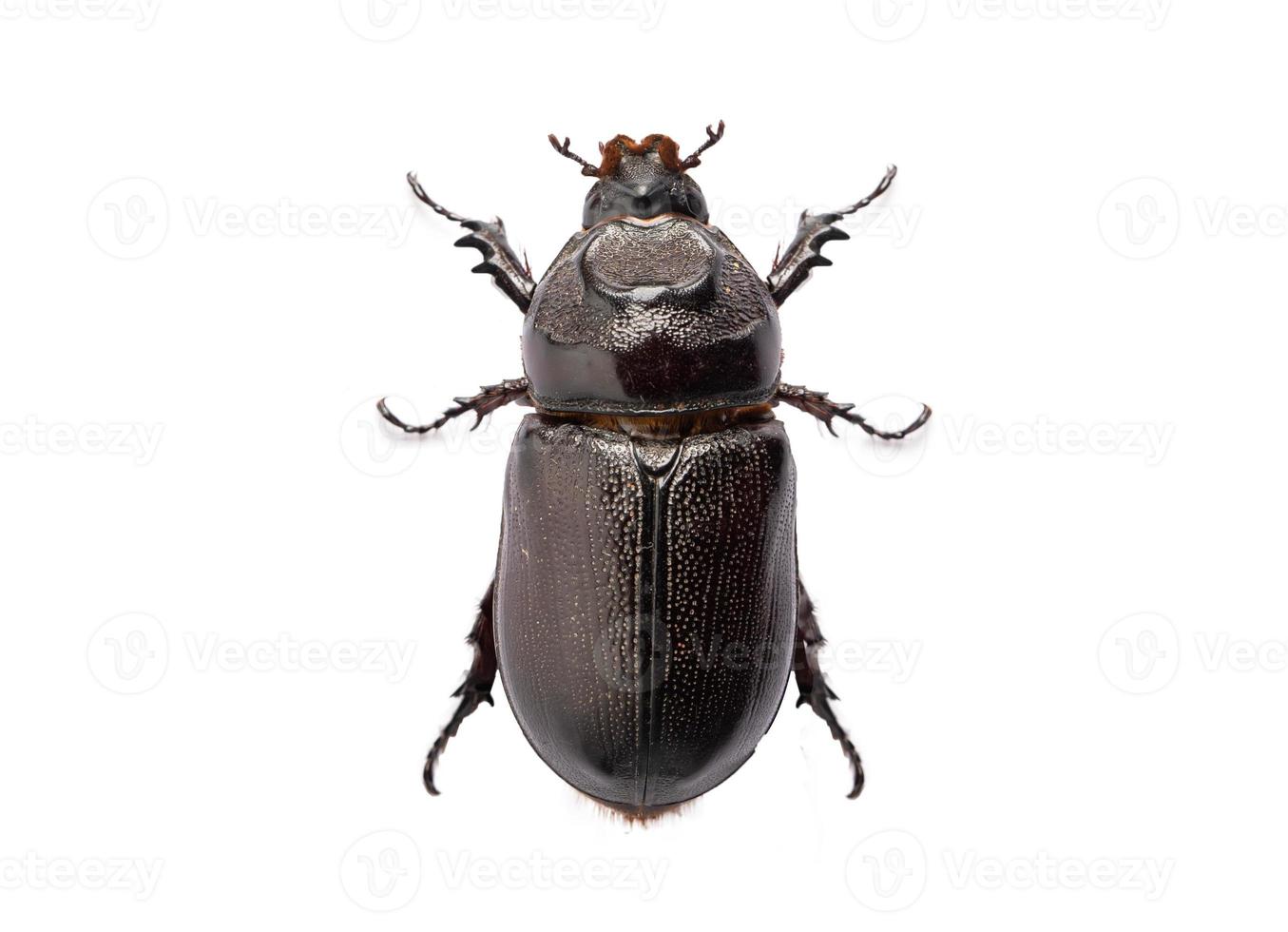 Beetle Oryctes rhinoceros isolated on white background with clipping path. photo