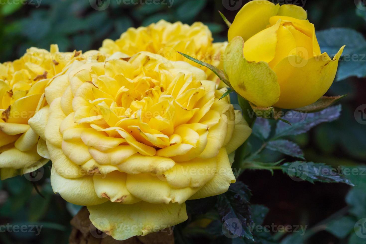 Beautiful yellow roses flower in the garden photo
