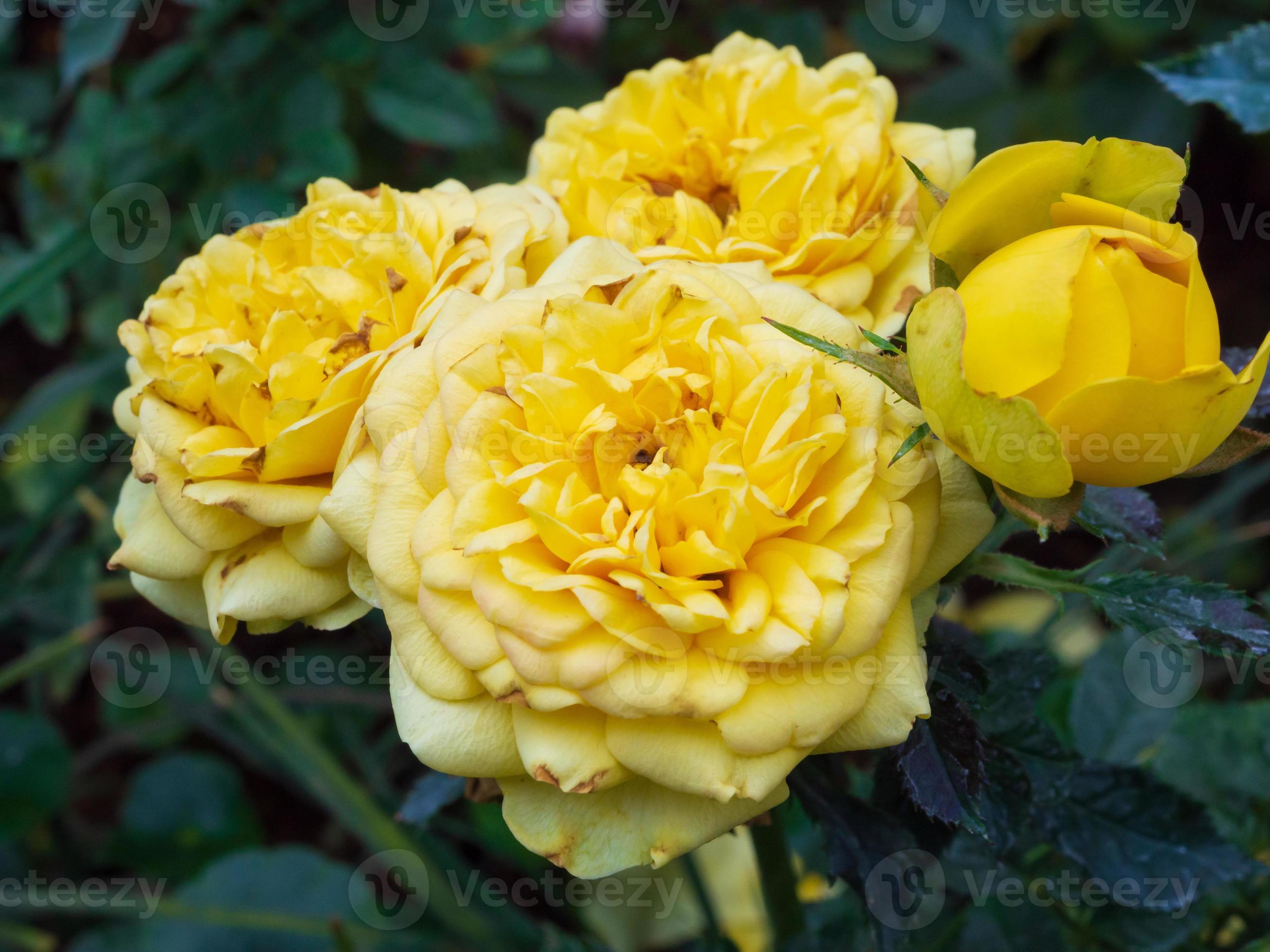 Beautiful yellow roses flower in the garden 12884355 Stock Photo at