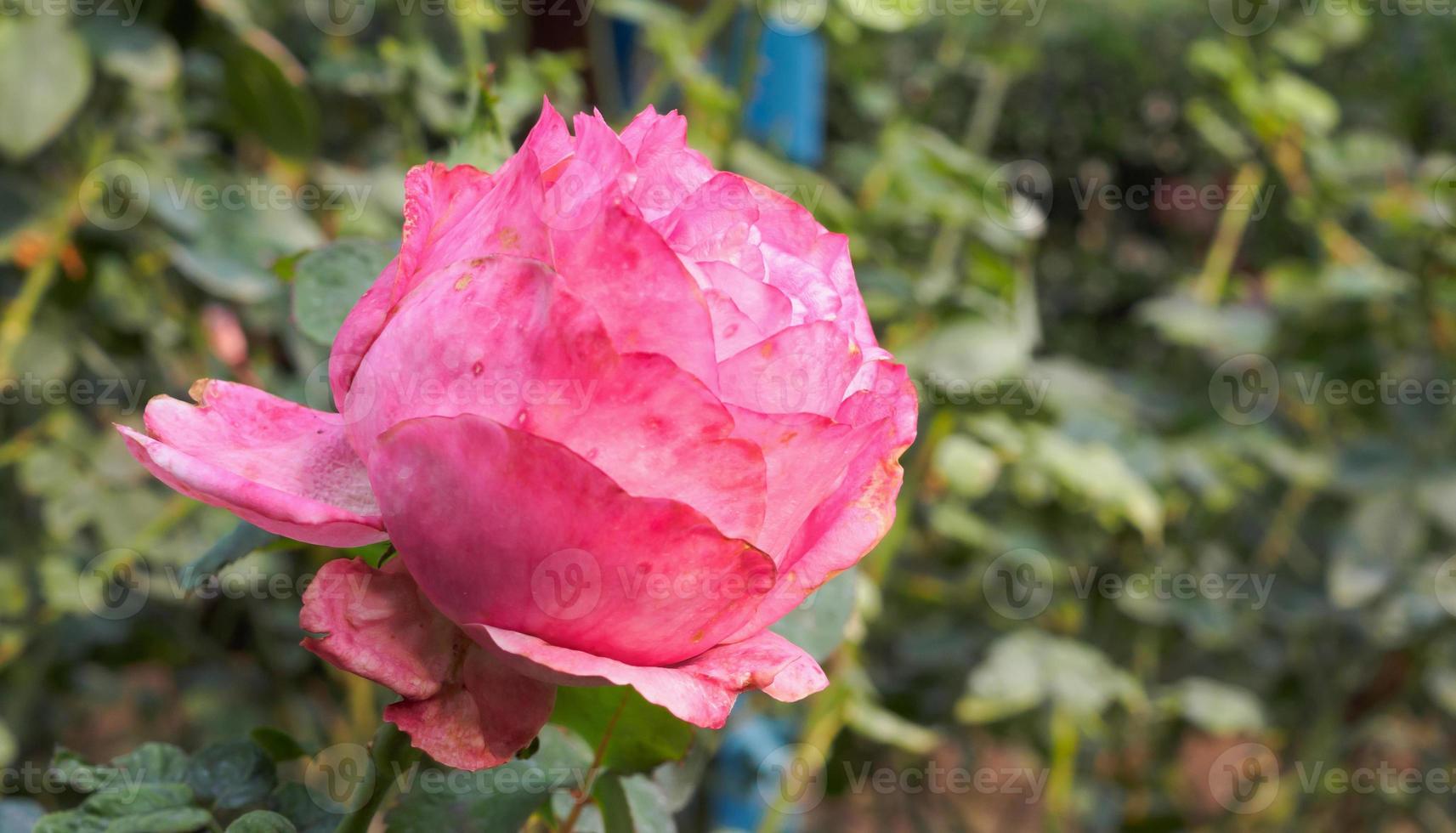 Beautiful colorful pink roses flower in the garden photo