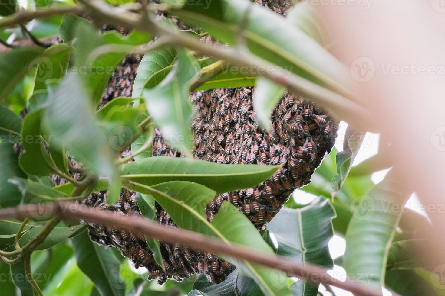 large wild honey bee comb on tree branch photo