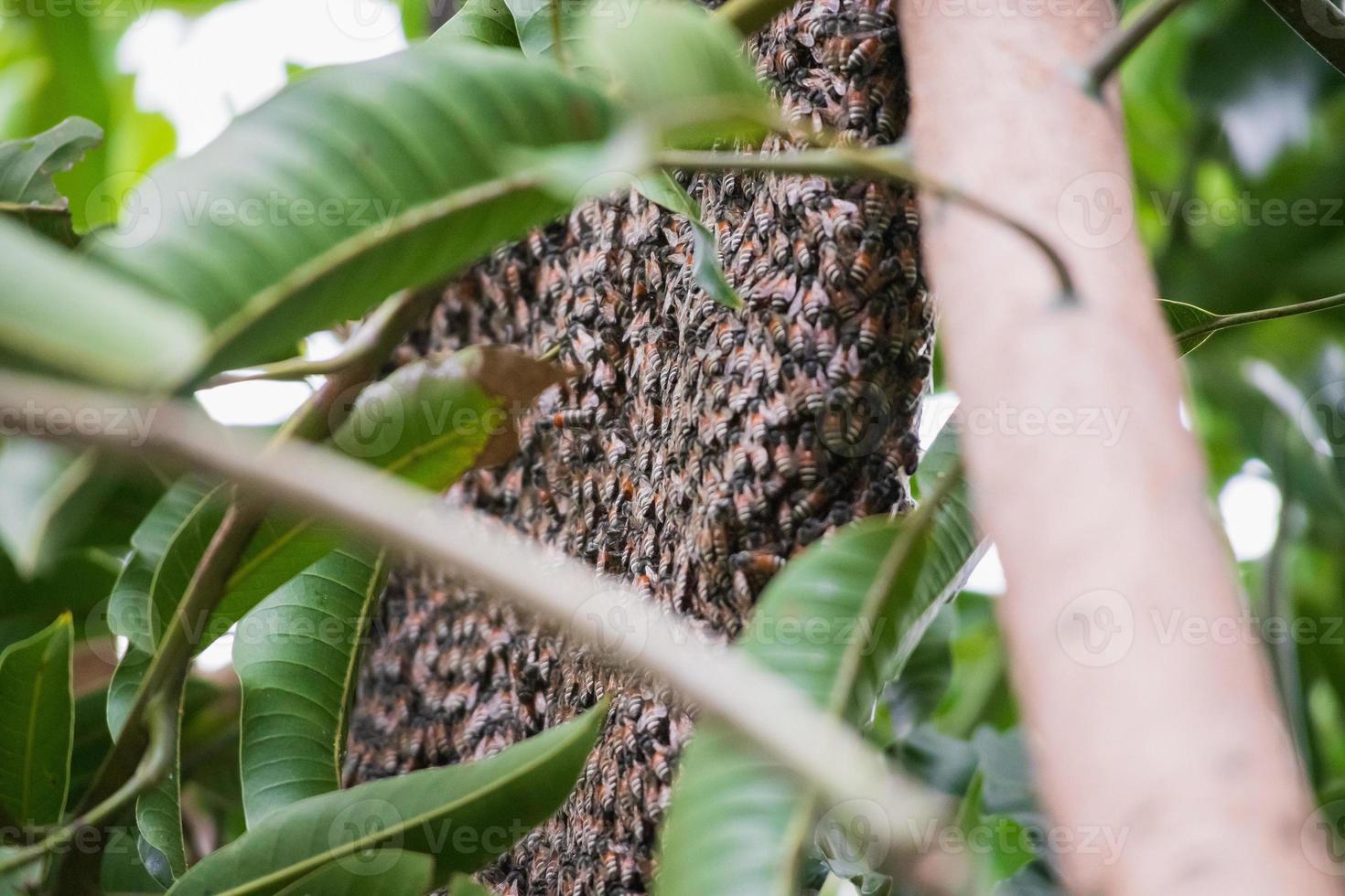 large wild honey bee comb on tree branch photo