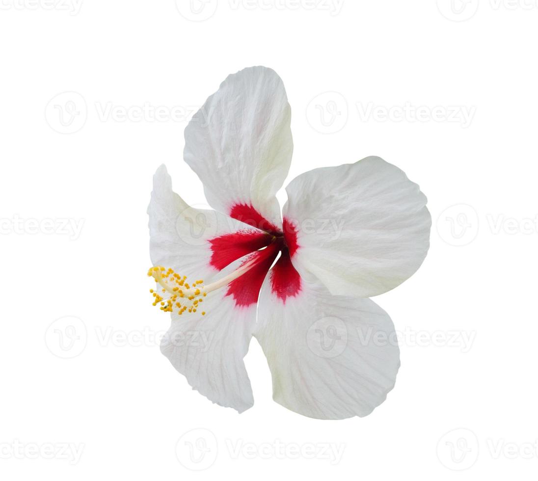 flor de hibisco aislado sobre fondo blanco foto