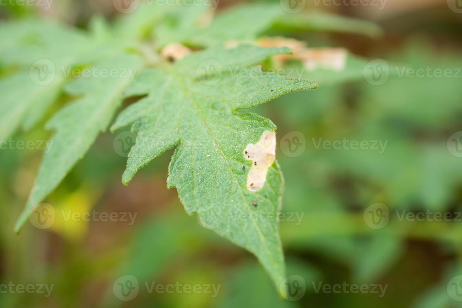 Tomatoes plant with disease on leaves in vegetable garden photo