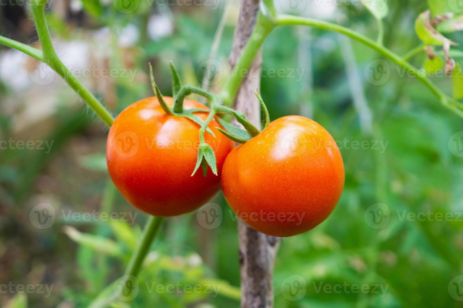 Planta de tomates maduros rojos frescos colgando del crecimiento de la vid en el jardín orgánico listo para cosechar foto