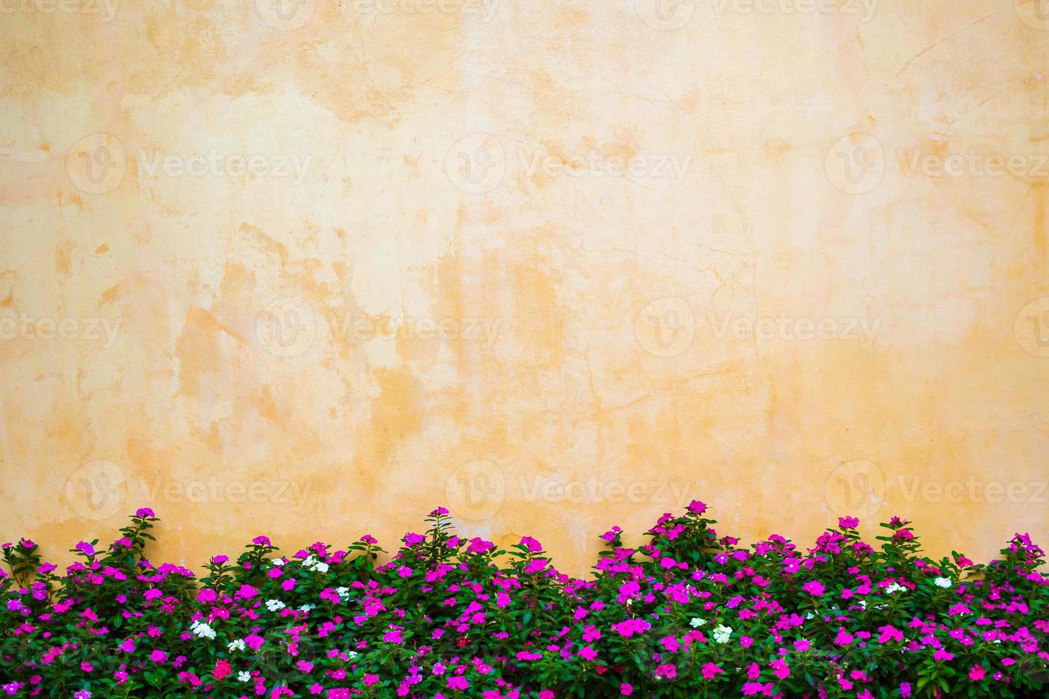hermoso jardín de flores con fondo de pared de hormigón foto