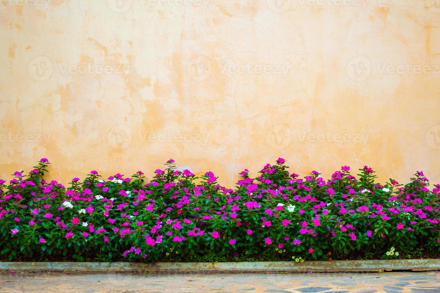 Beautiful flowers garden with concrete wall background photo
