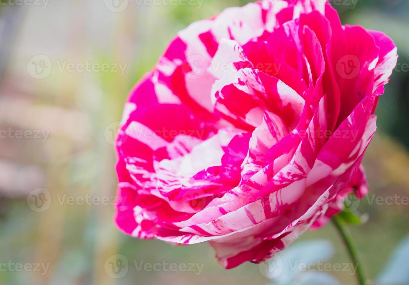 Beautiful red roses flower in the garden photo