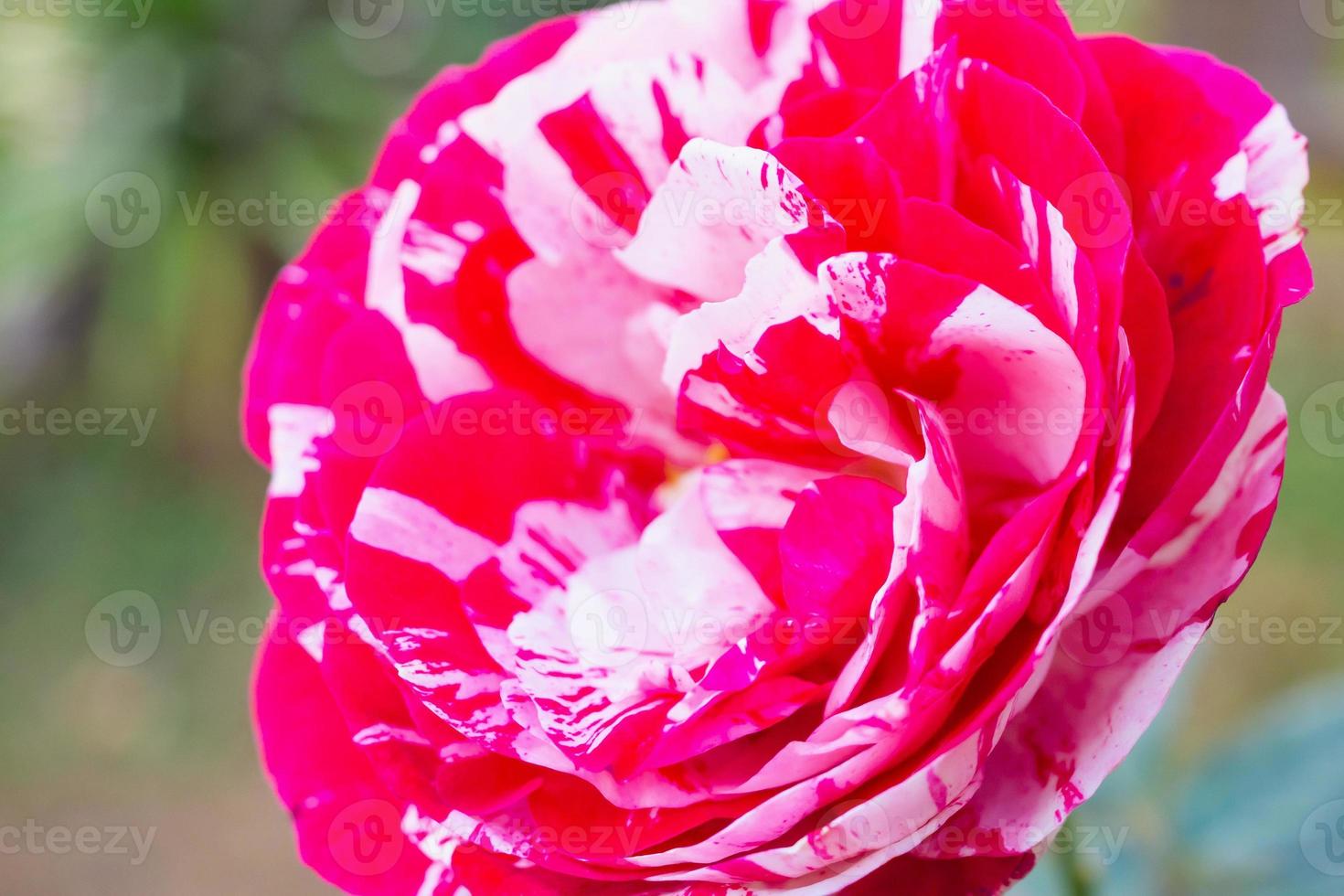 Beautiful red roses flower in the garden photo