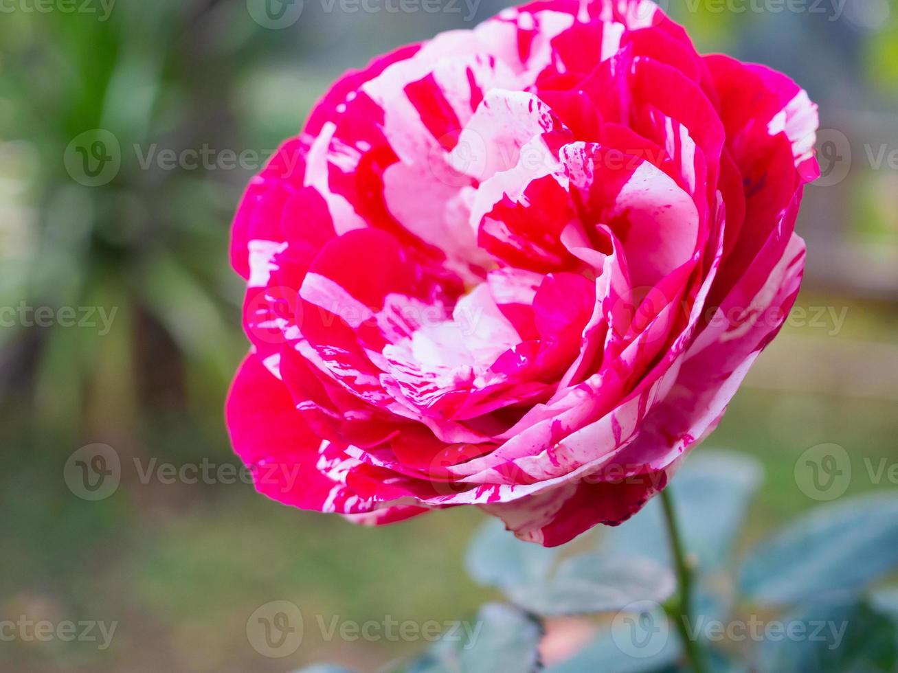 Beautiful red roses flower in the garden photo