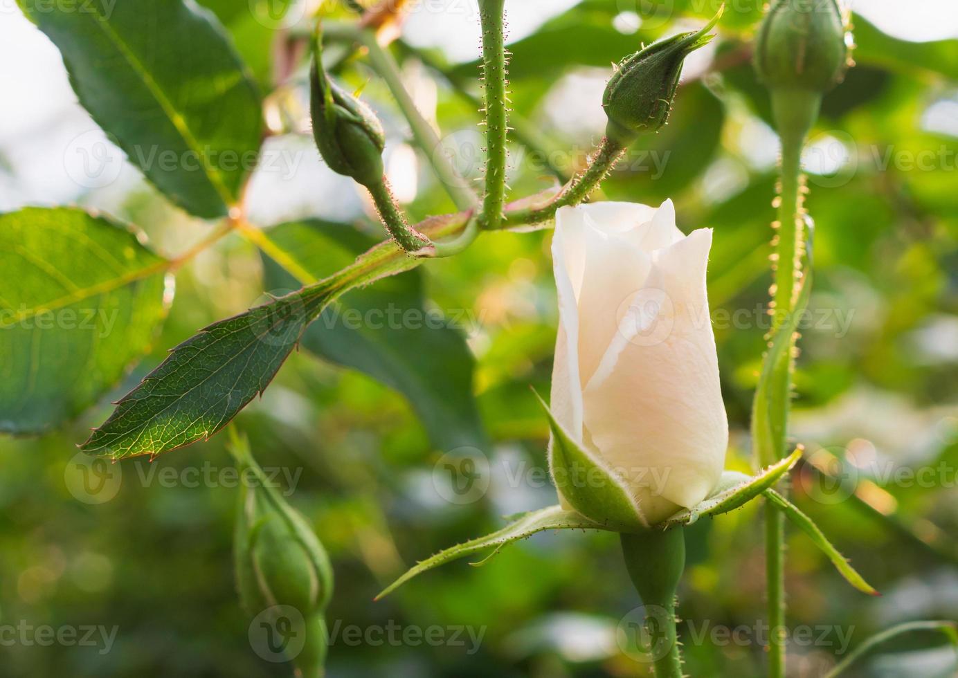 Beautiful white roses flower in the garden photo