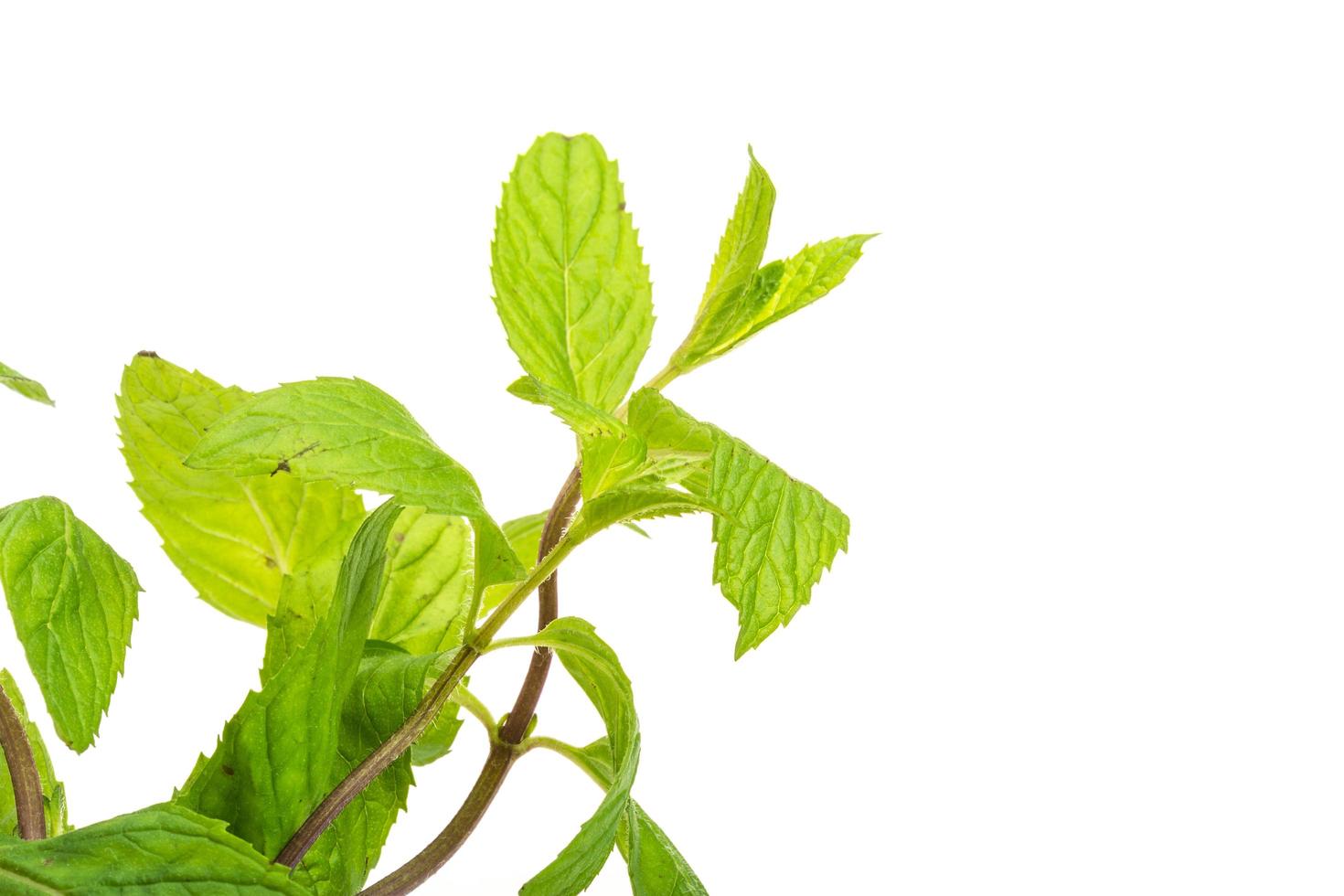 Peppermint on white photo