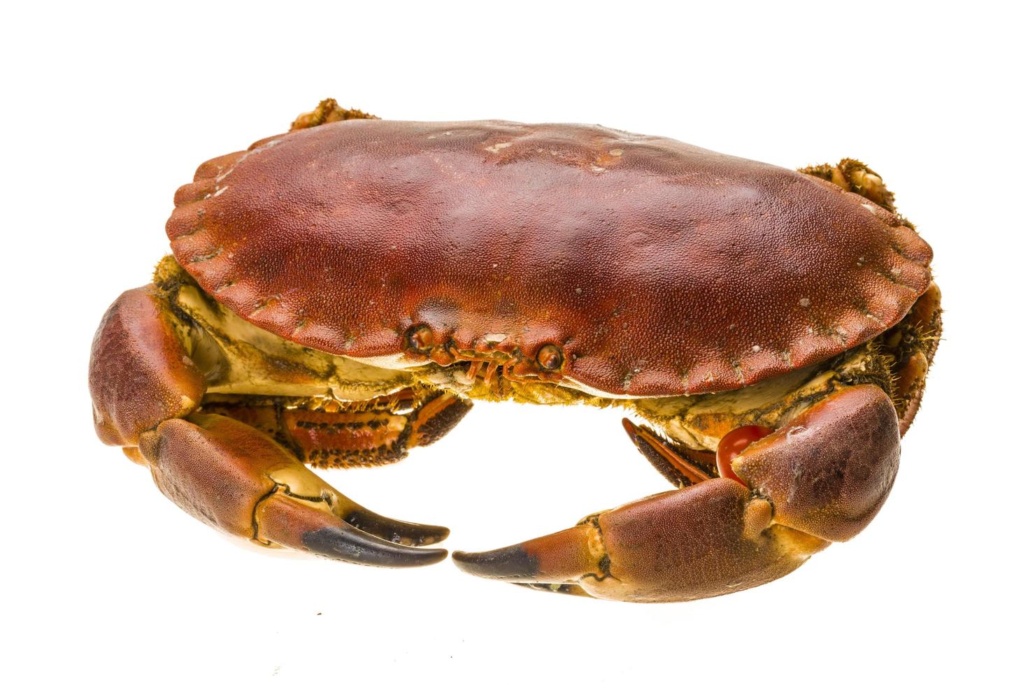 Raw crab on white photo