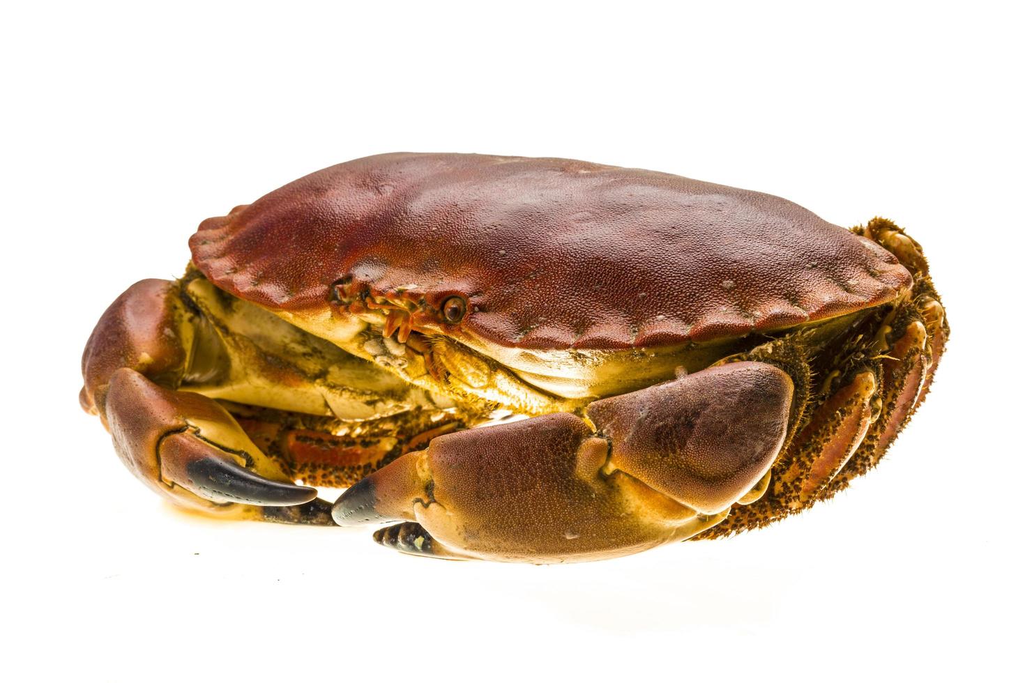 Raw crab on white photo