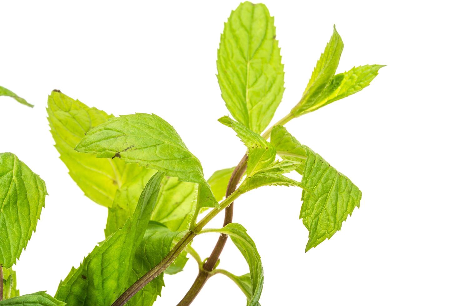Peppermint on white photo
