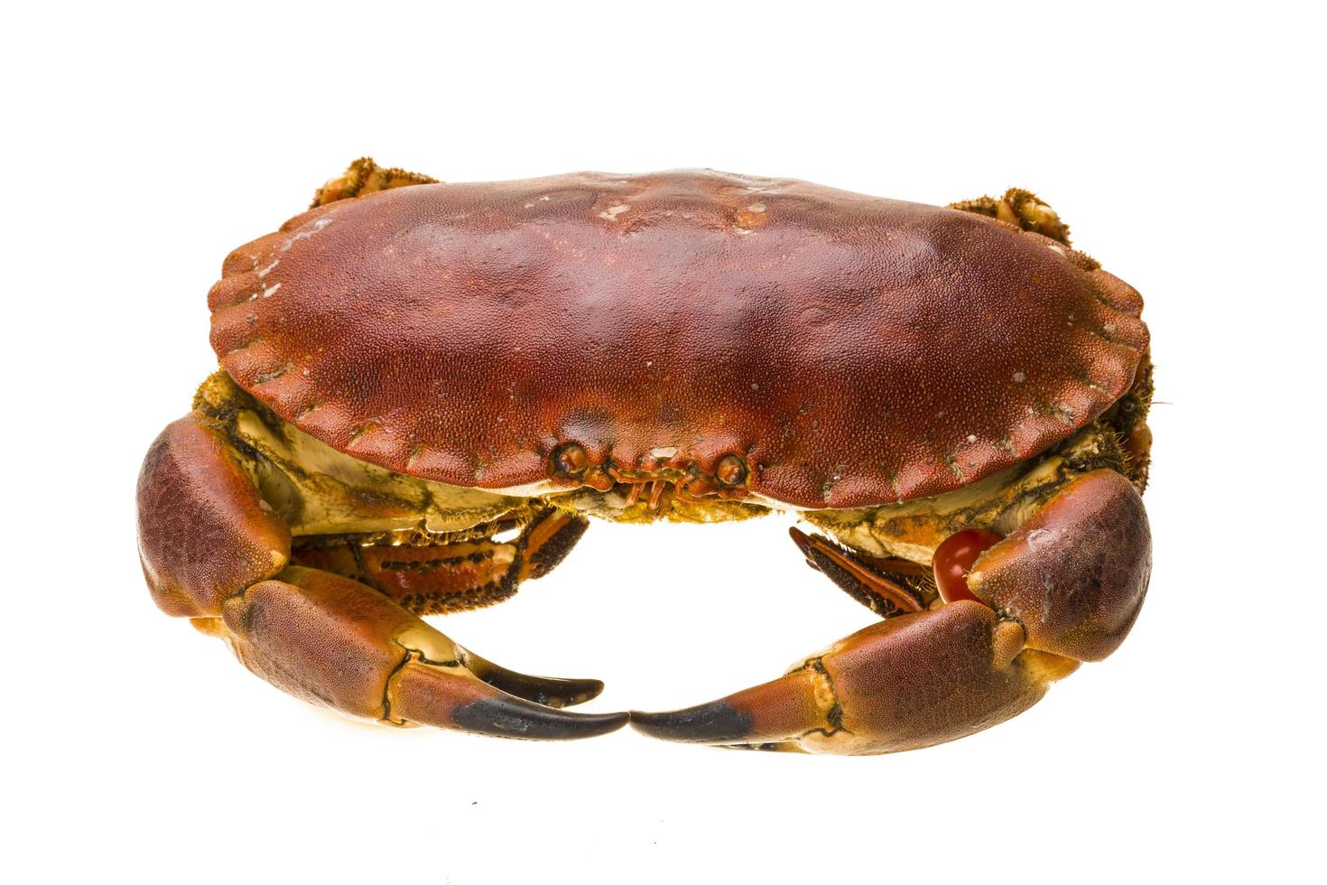 Raw crab on white photo