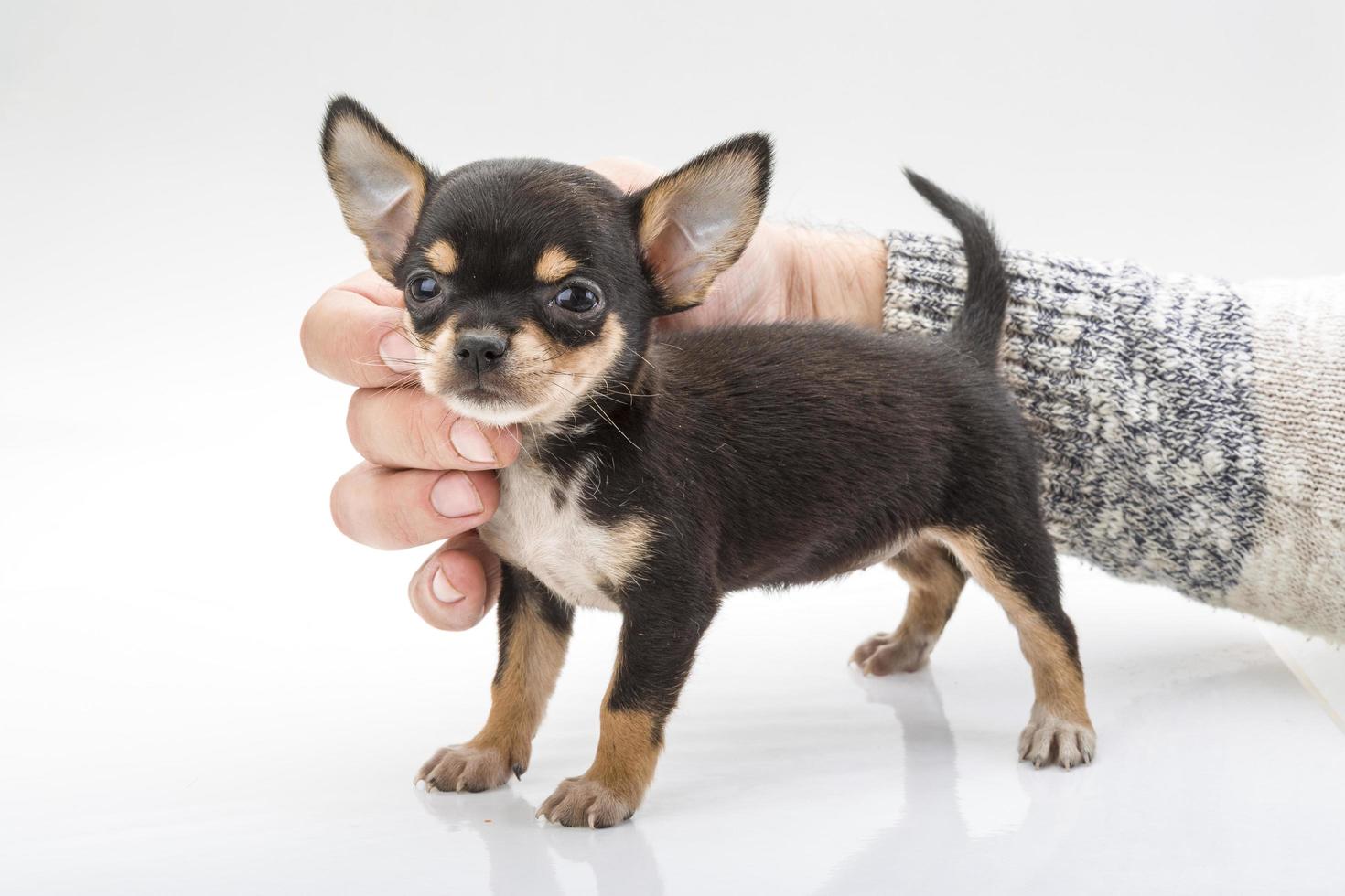 Chihuahua puppy on white photo