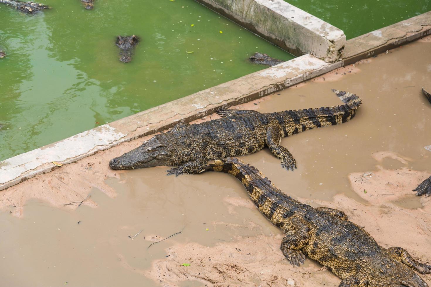 Crocodiles on ground photo