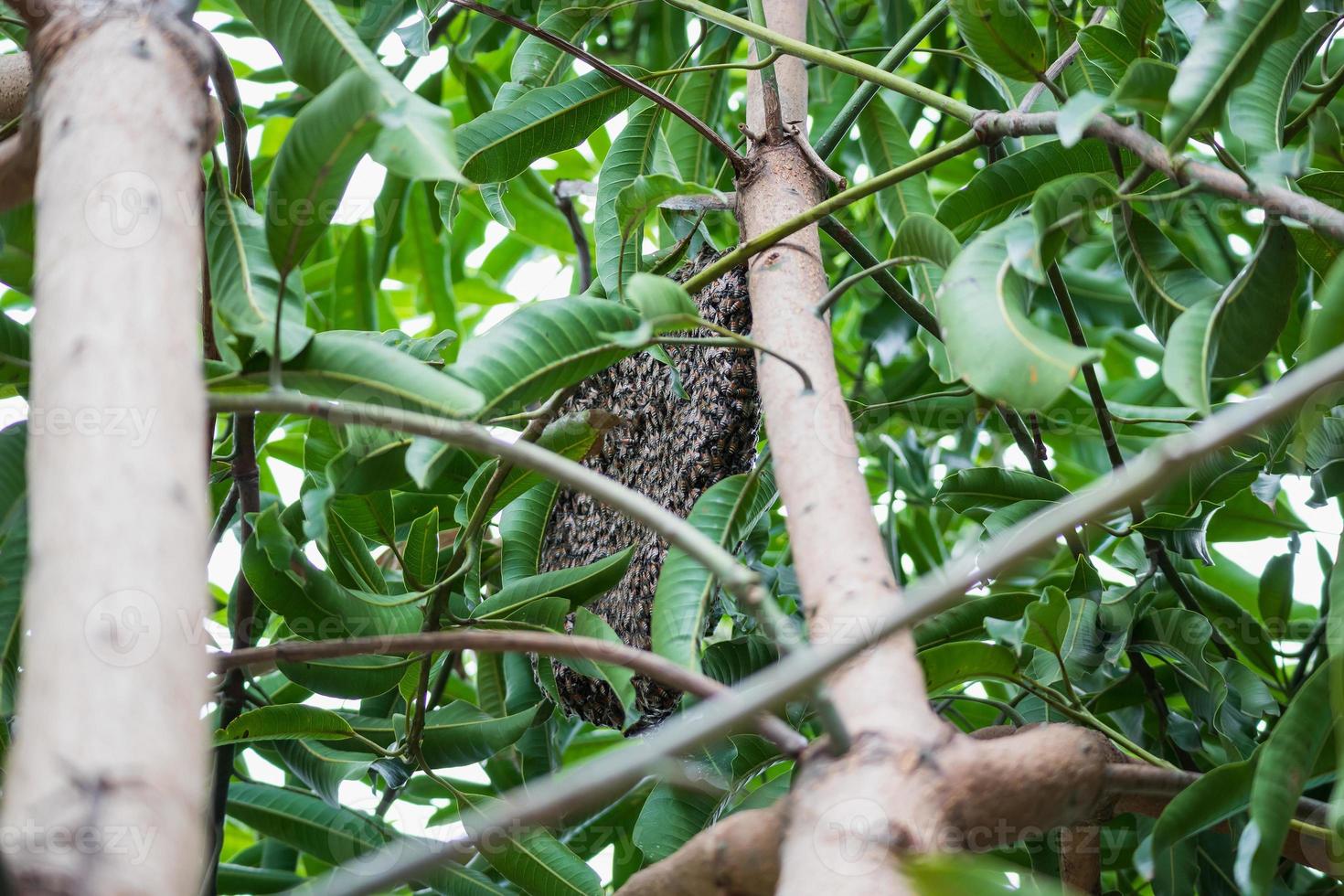 large wild honey bee comb on tree branch photo