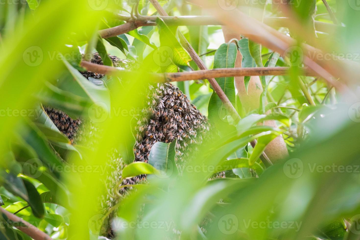 large wild honey bee comb on tree branch photo