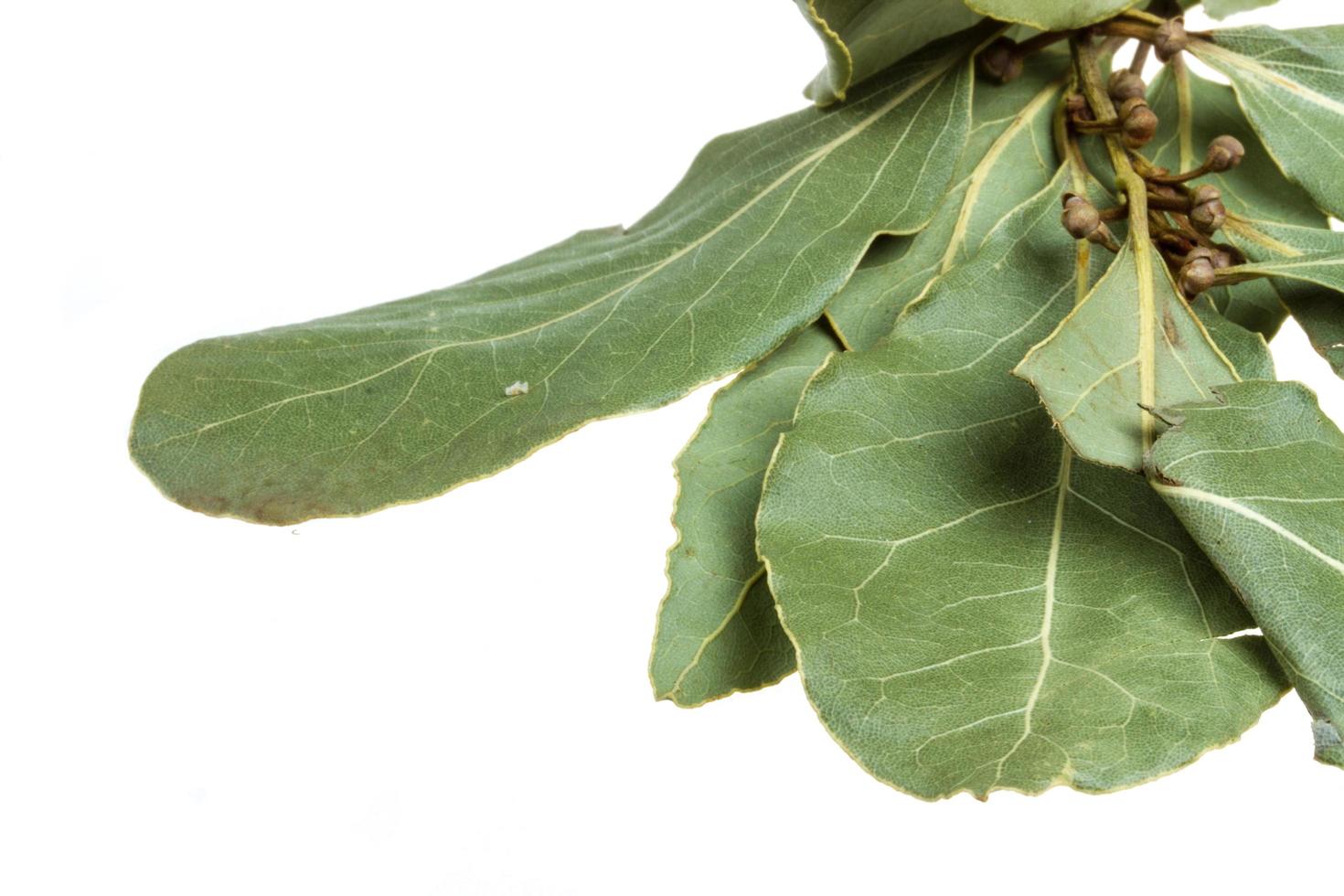 Aromatic Bay leaves photo