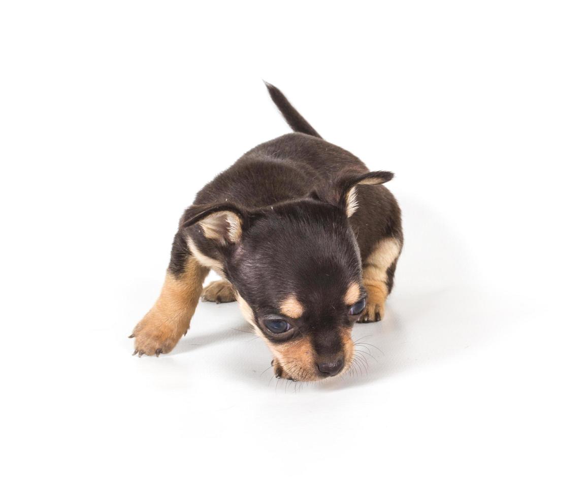 cachorro chihuahua en blanco foto