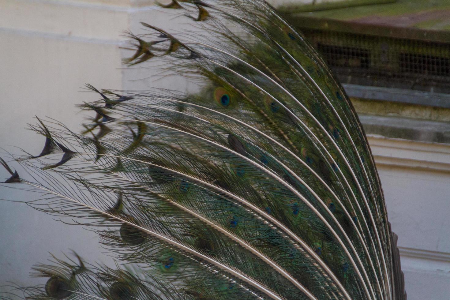 beautiful peacock view photo