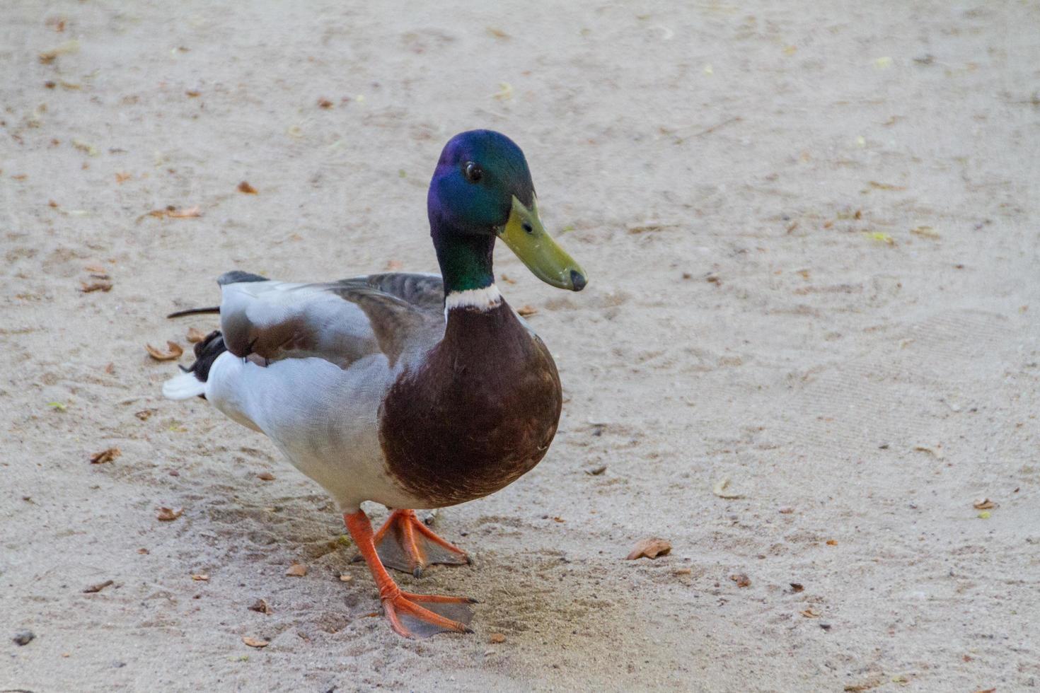 duck on ground photo