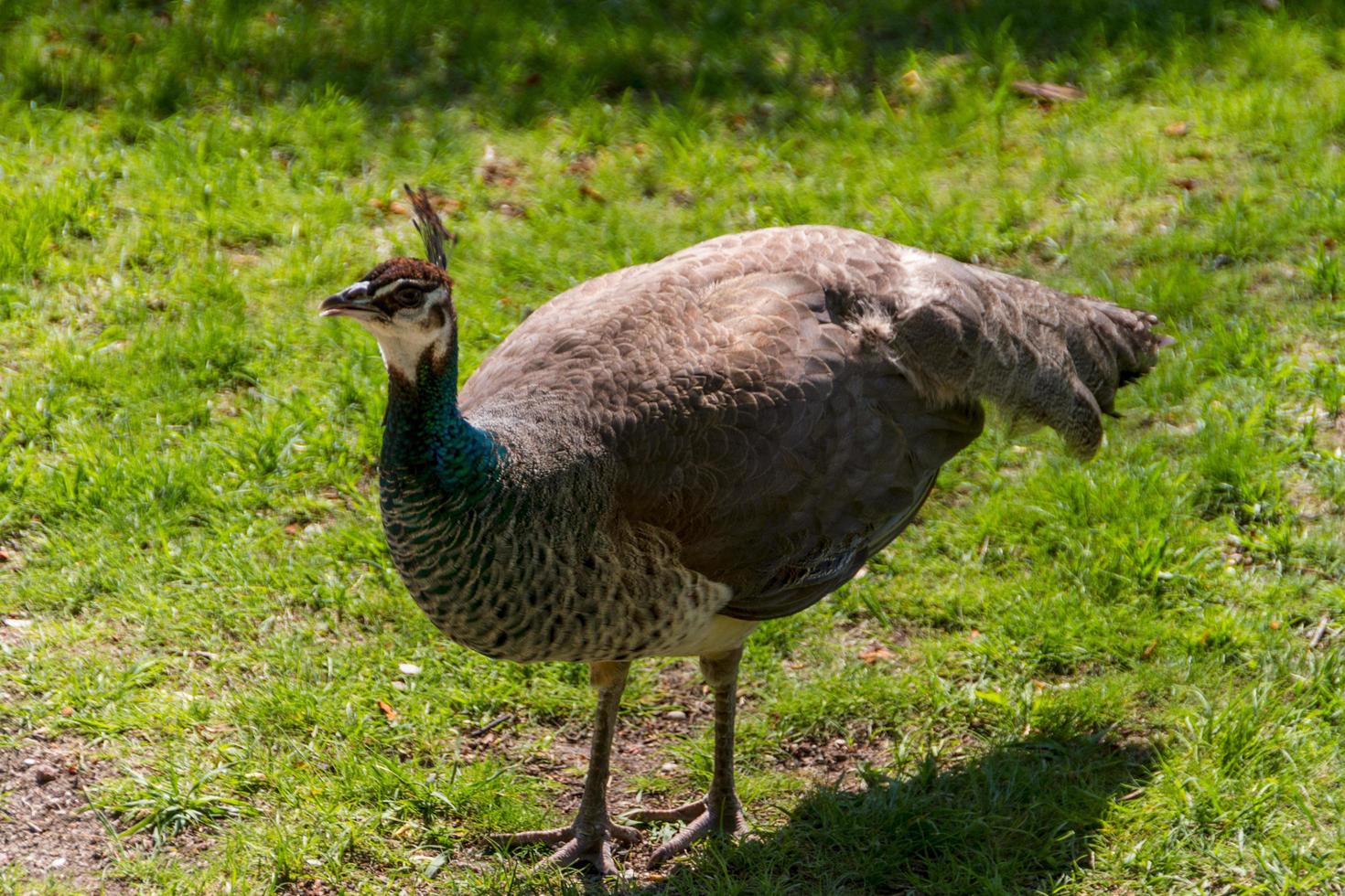 beautiful peacock view photo