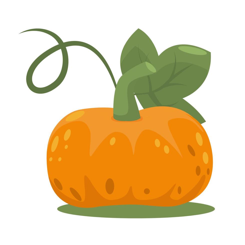 Orange pumpkin with leaf in flat style. Autumn harvest isolated on a white background. vector