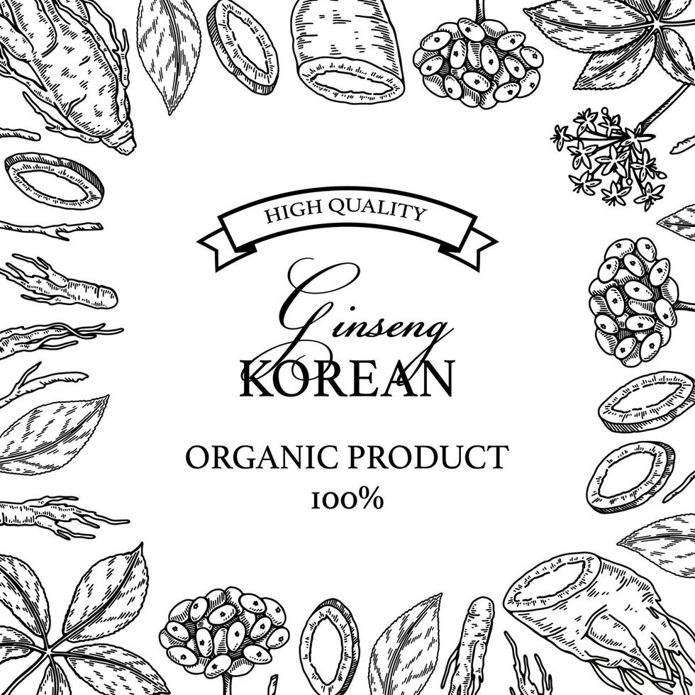 Ginseng square design. Hand drawn botanical vector illustration in sketch style. Can be used for packaging, label, badge. Herbal medicine background