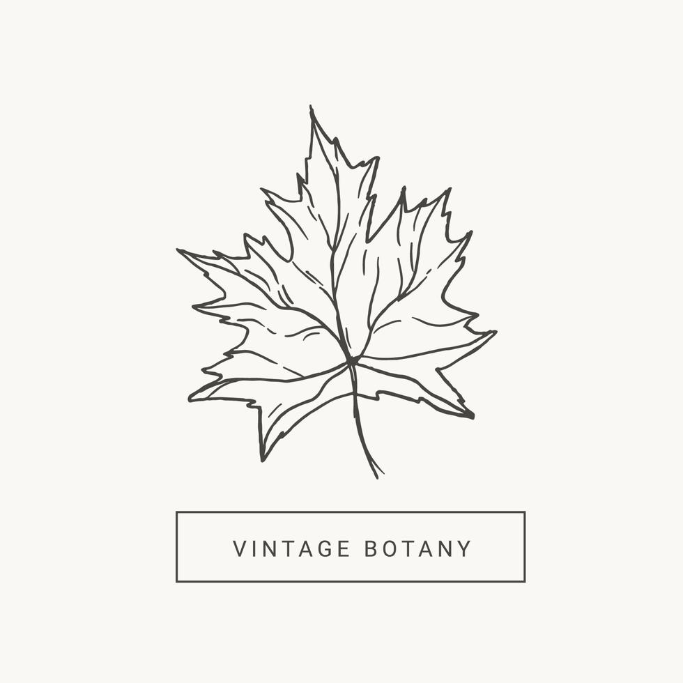 Maple Leaf hand draw vintage engraving clip art isolated on white background. Botanical illustration. Vector design elements. Black and white.