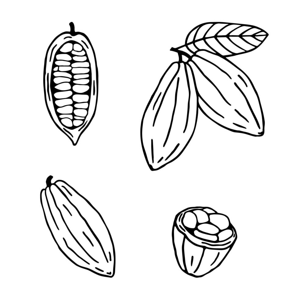 conjunto de plantas de cacao. granos de cacao de croquis dibujados a mano aislados en blanco. Producto organico vector