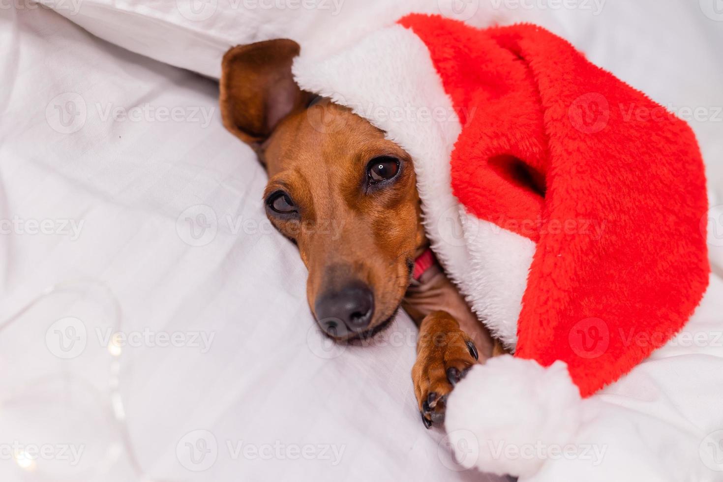 cute dachshund dog sleeps in bed at Christmas in a Santa hat. pets for the New Year photo