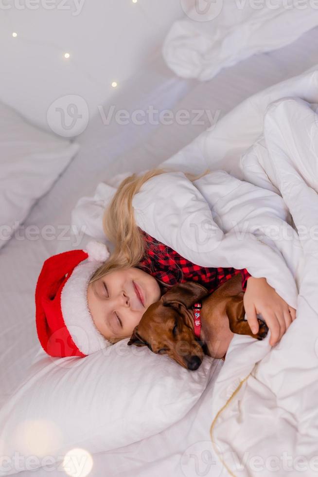 little girl sleeps in bed with a dachshund dog for Christmas photo