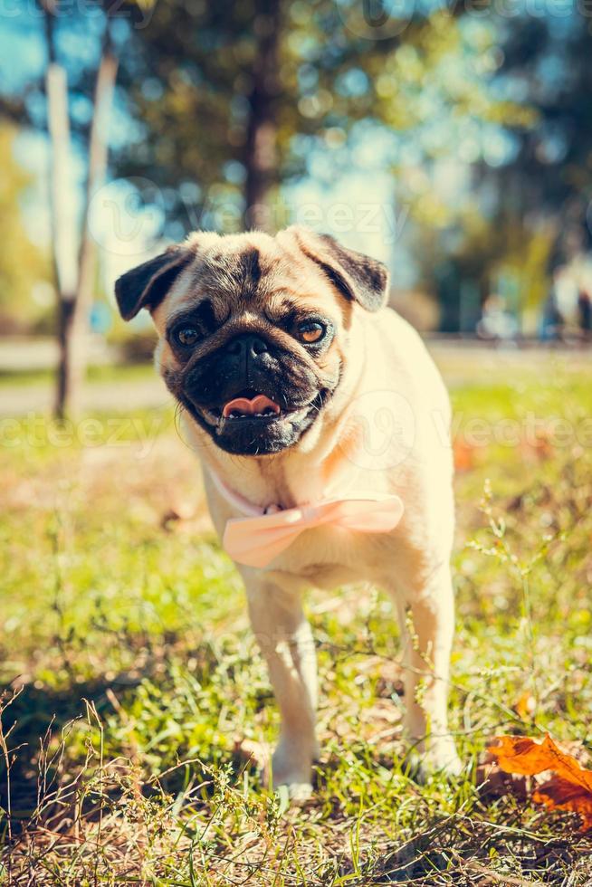 retrato de lindo cachorro pug, al aire libre. foto