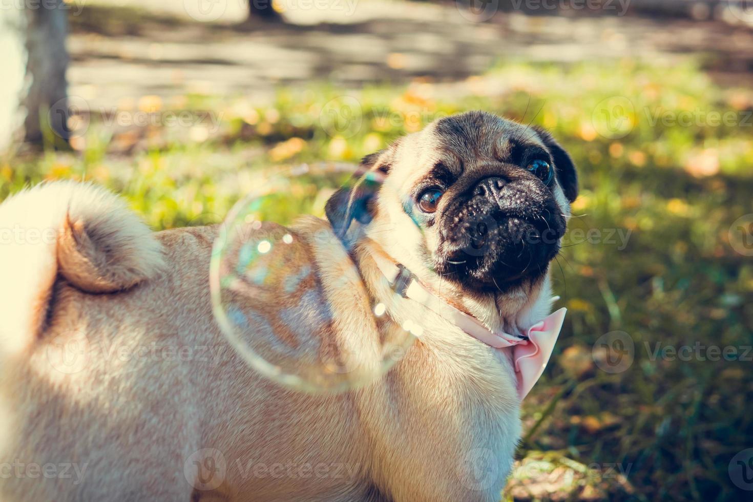 Portrait of cute pug puppy, outdoors. photo