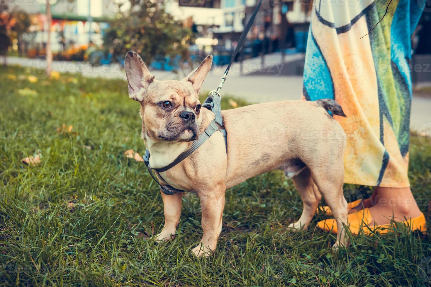 Portrait of cute french bulldog puppy, outdoors photo