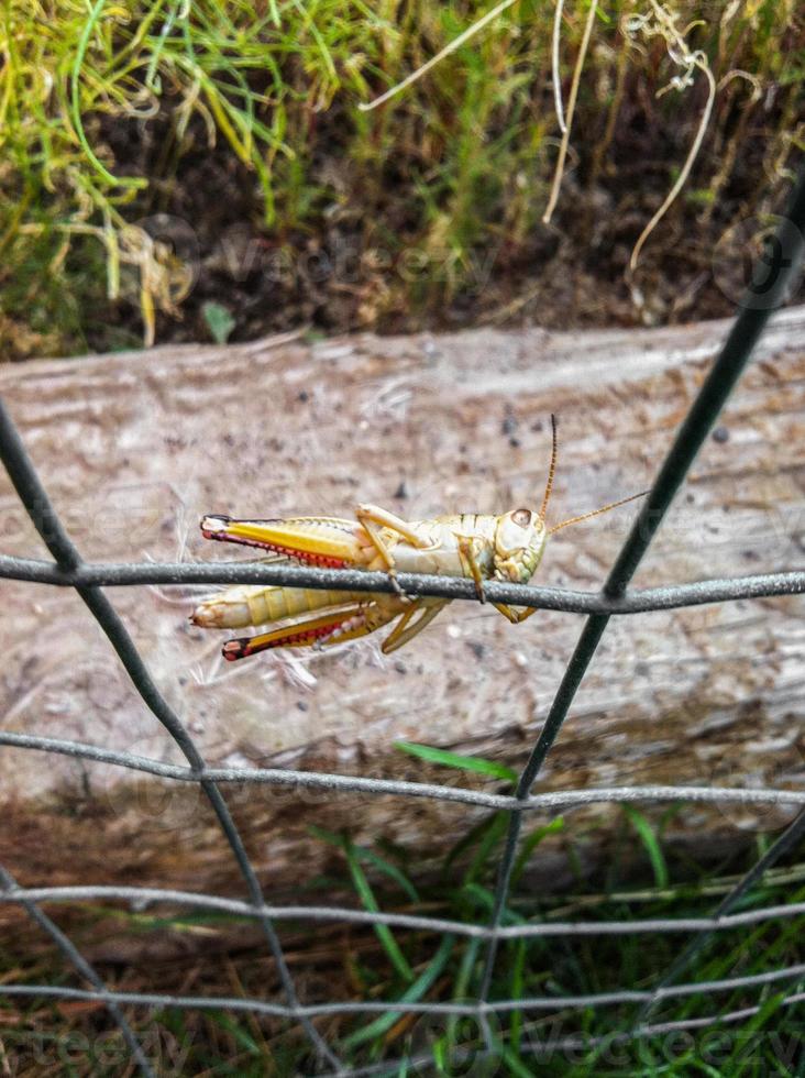 grasshoper on a wire fence in a garden photo