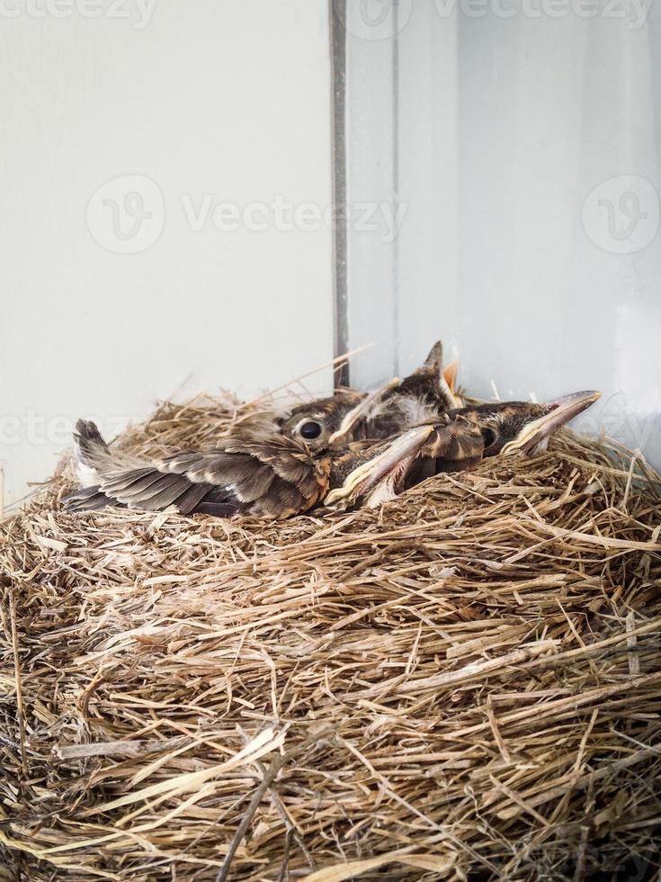 petirrojo pollitos en un nido foto