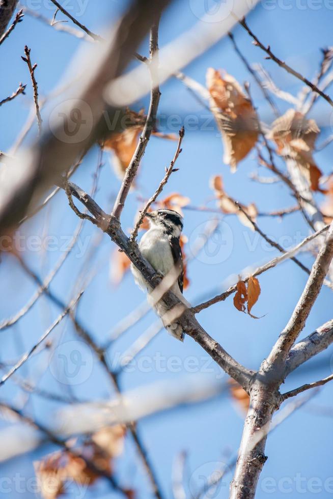 Downy woodpecker perched on branch against blue sky photo