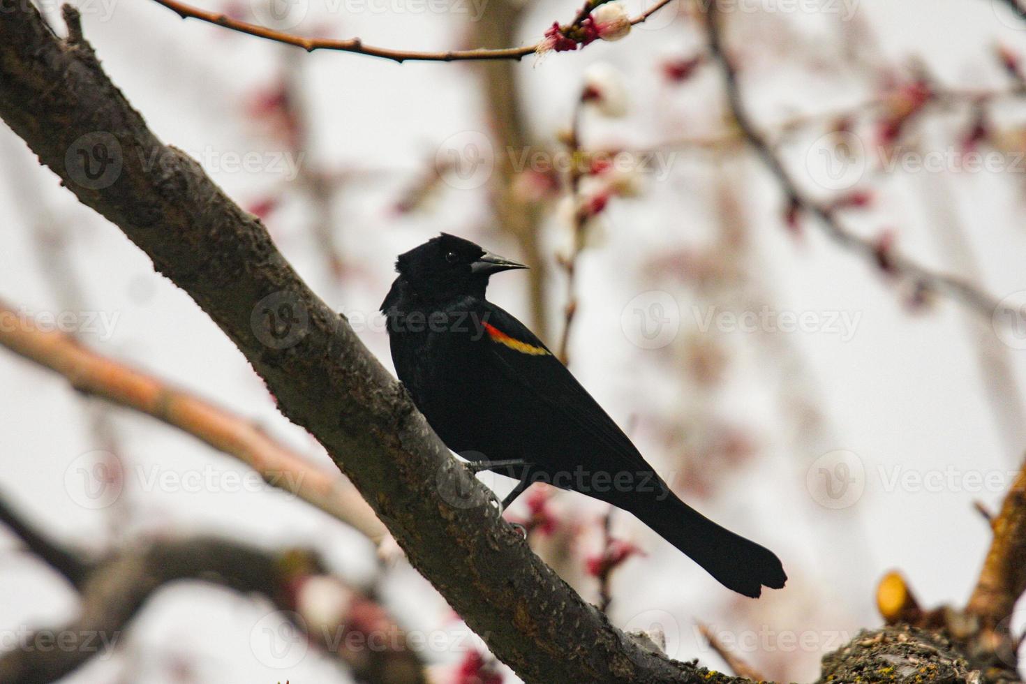 red wing blackbird on a branch photo