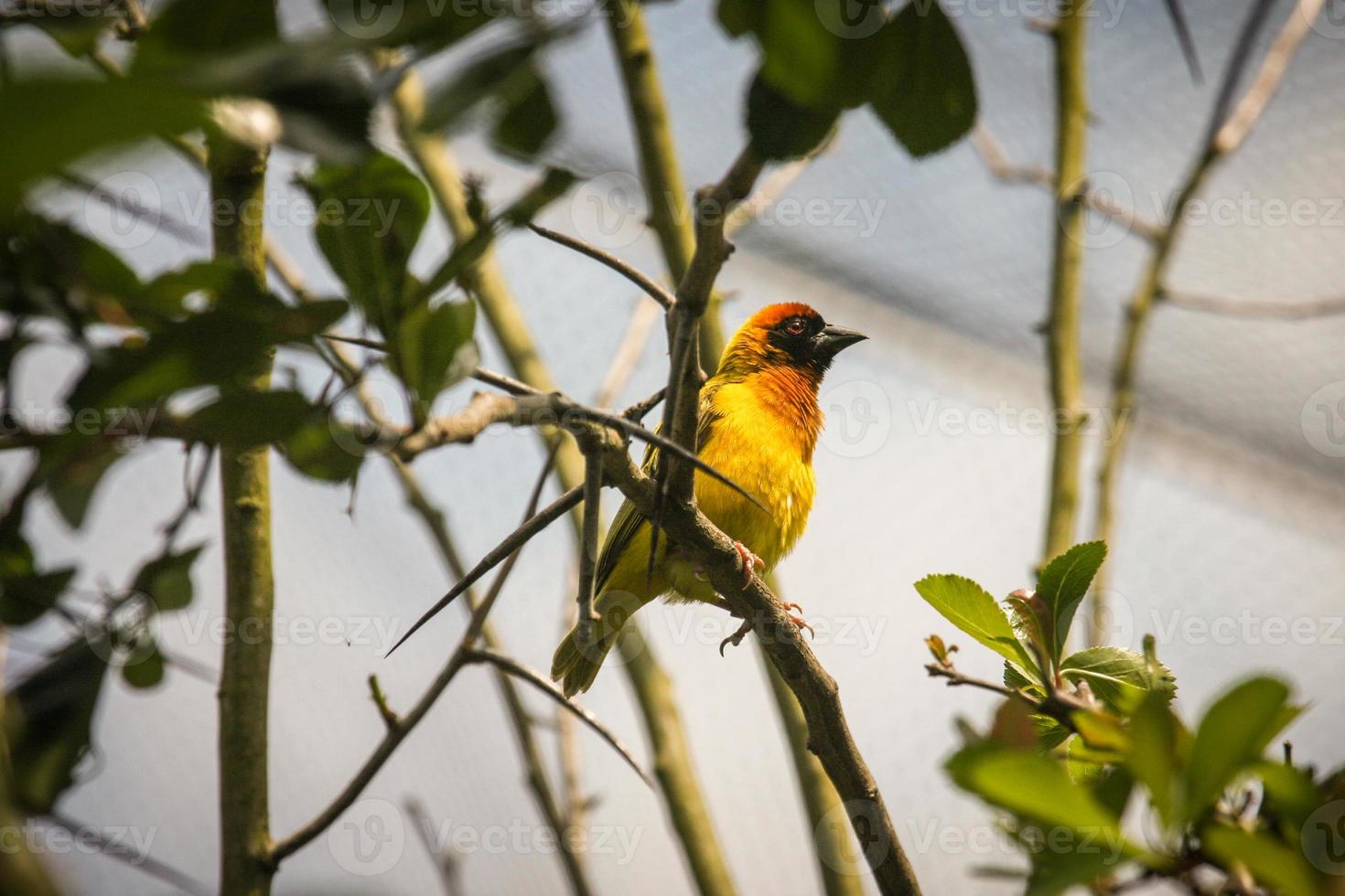 masked weaver on a branch photo