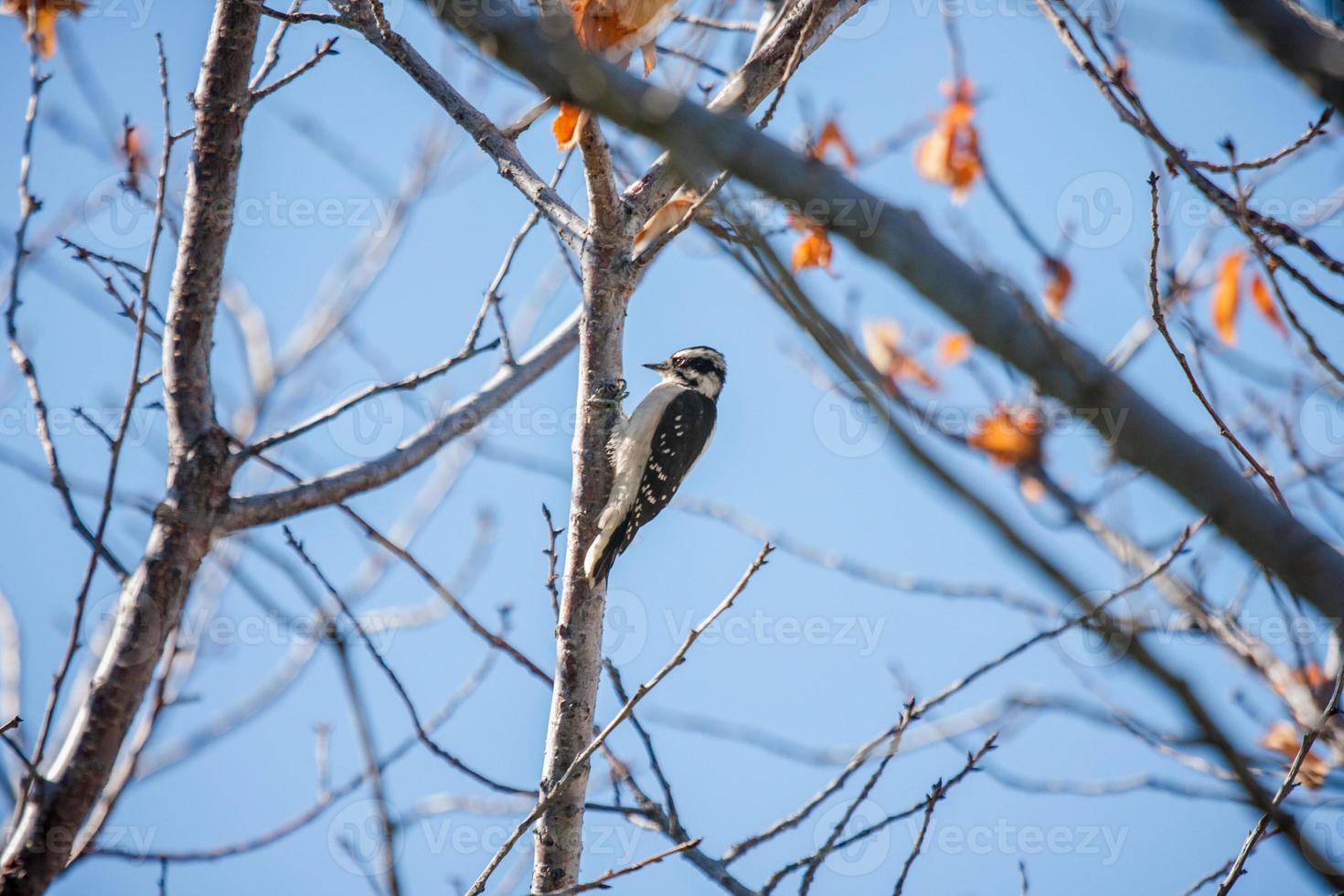 pájaro carpintero posado en una rama contra el cielo azul foto