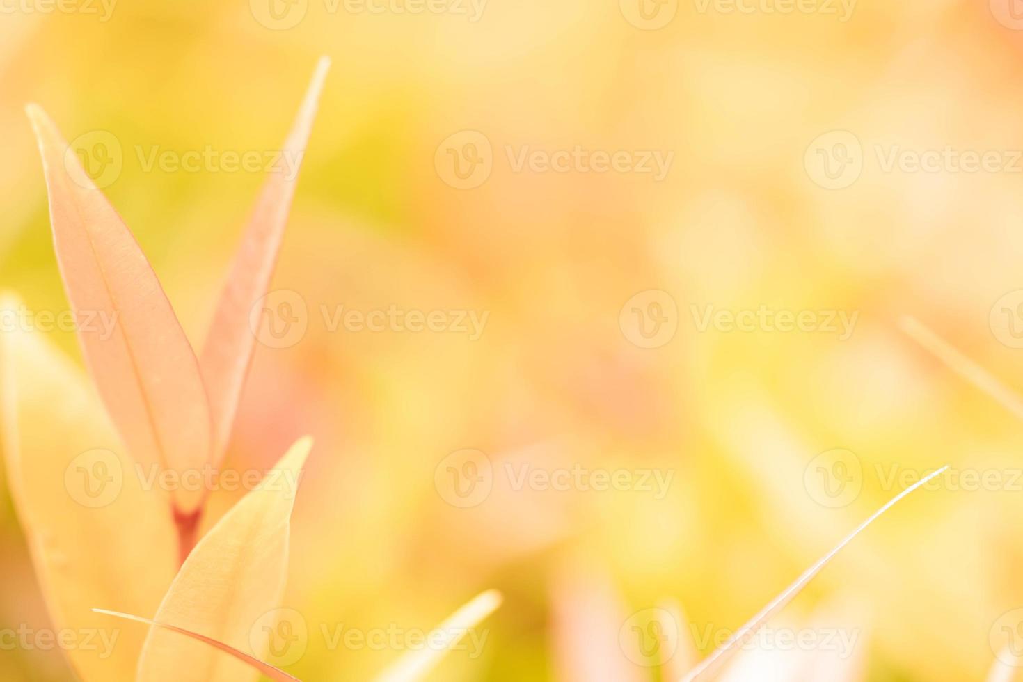 Close up fresh nature view of green leaf on blurred greenery background in garden. Natural green leaves plants used as spring background cover page greenery environment ecology lime green wallpaper photo