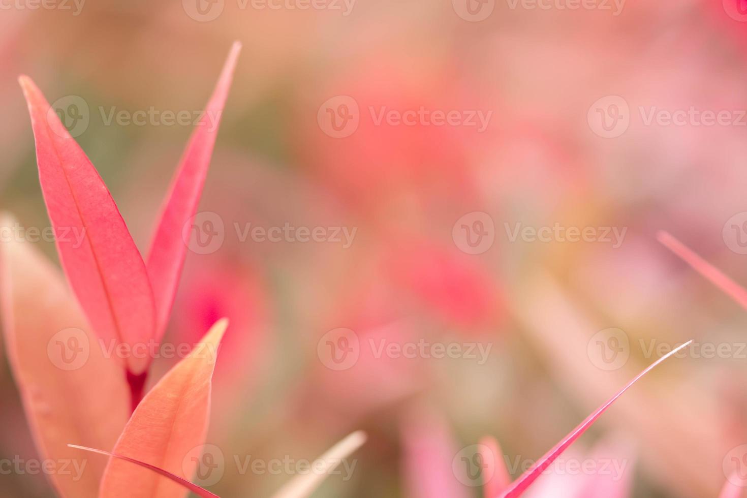 Close up fresh nature view of green leaf on blurred greenery background in garden. Natural green leaves plants used as spring background cover page greenery environment ecology lime green wallpaper photo